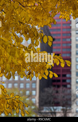 Autumn leaves in Chicago's Grant Park with Michigan Avenue buildings in the background Stockfoto