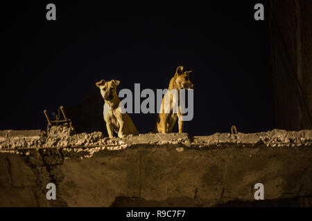 Street Dogs von Chandni Chowk Stockfoto