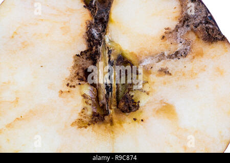 Close up Langweilig Der apfelwickler Cydia pomonella, in eine Hälfte Mitte wormy Apple verfolgen. Schorf, Mehltau, Pilz Stockfoto