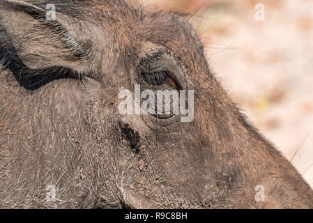 Gemeinsame Warzenschwein, close-up der Tiere in der Natur Lebensraum der Chobe National Park, Botswana Stockfoto
