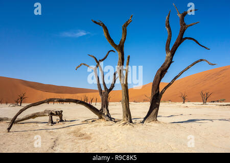 Deadvlei (White Clay pan) in den Namib-Naukluft-Park in Namibia, Afrika Stockfoto