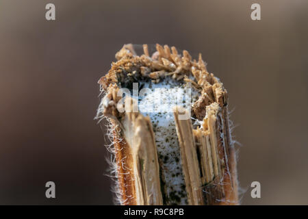 Das Makro Bild der Anlage Stockfoto