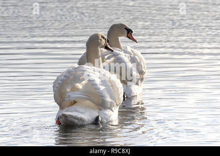 Höckerschwäne schwimmen, Putzen und und Pflege auf den Norfolk Broads, East Anglia, Großbritannien Stockfoto