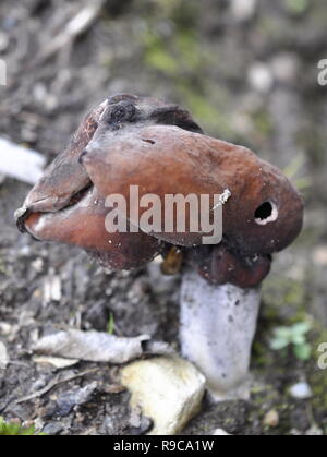 Die elfin Sattel Pilz Gyromitra infula in seiner natürlichen Umgebung Stockfoto