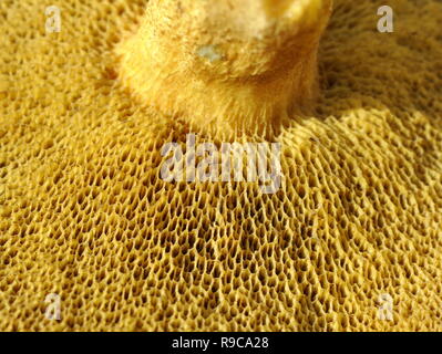 Nahaufnahme auf das schwammige Poren auf einem polypore Suillus Pilz Stockfoto