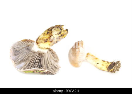 Schleimige spike-cap Pilz Gomphilius glutinosus auf weißem Hintergrund Stockfoto
