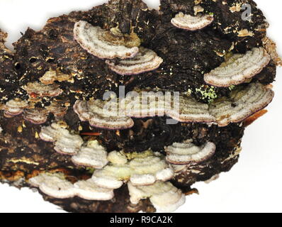 Die saprophytische Pilz Trichaptum abietinum wachsen auf der Rinde eines Nadelbaumbaum Stockfoto
