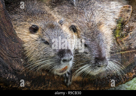 Nutrias/Nutria (Myocastor nutria) Paar nebeneinander ruhen in hohlen anmelden, eingeführten Arten aus Südamerika Stockfoto