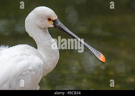 Löffler/gemeinsame Löffler (Platalea leucorodia) Close-up Portrait zeigt markante Form der Rechnung Stockfoto