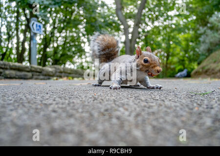 Tief unten Angle Shot der graue Eichhörnchen auf dem Weg Stockfoto