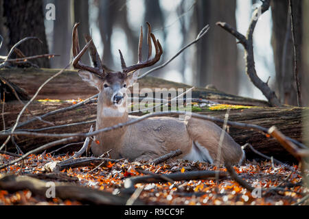 Eine ausgereifte Buck whitetail deer Neben gefallenen Protokolle zur Festlegung. Stockfoto