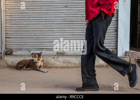 Street Dogs von Chandni Chowk Stockfoto