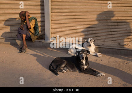 Street Dogs von Chandni Chowk Stockfoto