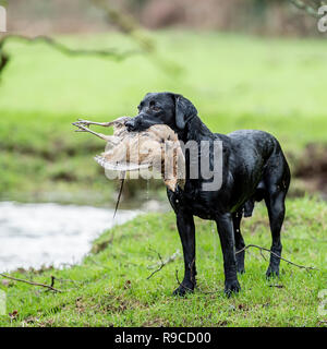 Schwarzer Labrador Retriever mit einem toten Fasan Stockfoto