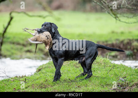 Schwarzer Labrador Retriever mit einem toten Fasan Stockfoto