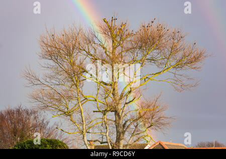 Ein bunter Regenbogen hinter einem großen Baum in den dunklen Himmel und Wolken, im Winter in Großbritannien. Stockfoto