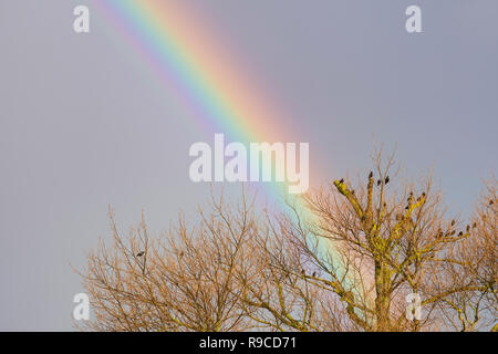 Ein bunter Regenbogen hinter einem großen Baum in den dunklen Himmel und Wolken, im Winter in Großbritannien. Stockfoto