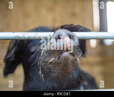 Schwein in einem Sty Stockfoto