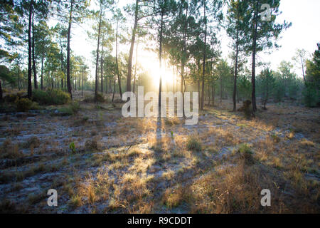 Die maritimen Kiefernwaldes gebadet in der Morgendämmerung Sonnenlicht in Comporta Stockfoto