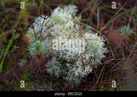 Details einer maritimen Waldboden in Comporta Stockfoto