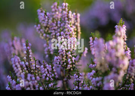 Details einer maritimen Waldboden in Comporta Stockfoto