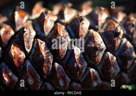 Details einer maritimen Waldboden in Comporta Stockfoto