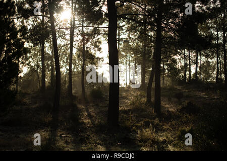 Die maritimen Kiefernwaldes gebadet in der Morgendämmerung Sonnenlicht in Comporta Stockfoto