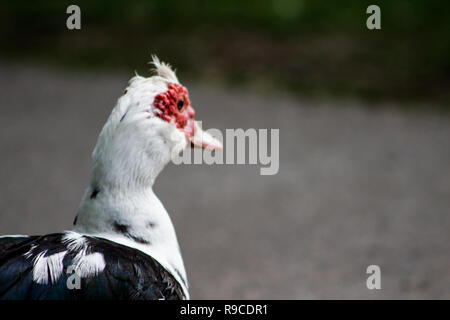 Muscovy Duck ist ein wirklich interessanter Vogel native auf den südlichen Stockfoto