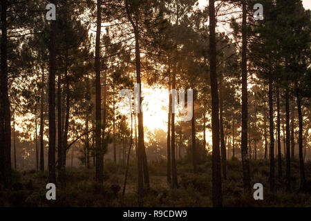 Die maritimen Kiefernwaldes gebadet in der Morgendämmerung Sonnenlicht in Comporta Stockfoto