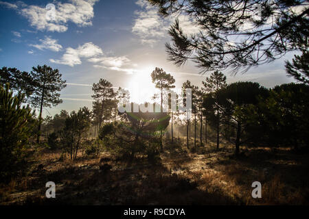 Die maritimen Kiefernwaldes gebadet in der Morgendämmerung Sonnenlicht in Comporta Stockfoto