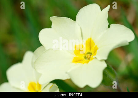 Primel (Primula vulgaris), in der Nähe von einer einzigen Blume. Stockfoto