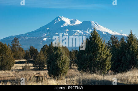 Schneebedeckten Mount Shasta im frühen Winter mit Juniper Wald im Vordergrund in der Nähe von Montague, Kalifornien Stockfoto