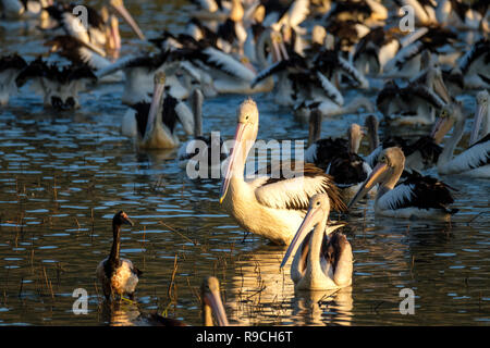 In der Stadt gemeinsame Conservation Park, Townsville. Stockfoto