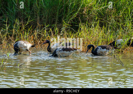 In der Stadt gemeinsame Conservation Park, Townsville. Stockfoto