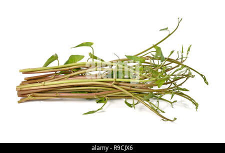 Sumpf Morning Glory isoliert auf weißem Hintergrund. Stockfoto