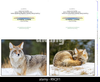 42,757.09742 Fotografie Anmerkung Karten, zwei 5 x 4 Horizontale am 11 x8.5 Papier - Drucken Schneiden Falzen, closeup Coyote Schnee dunklen Hgr; liegenden Hügel hinunter zu Ihnen schauen Stockfoto