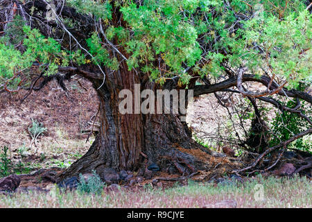 42,893.03473 Nahaufnahme trunk & unteren Äste 4' Durchmesser alte Western juniper Tree (Juniper occidentalis) in der hohen Wüste Central Oregon, USA Stockfoto