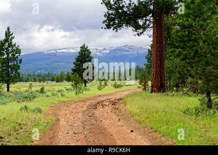 Red Schmutz 42,894.03540 backcountry öffentliche Straße am Rande von Ponderosa Pine Wald & grünen Logan's Prairie, Prairie City, Oregon, USA Stockfoto