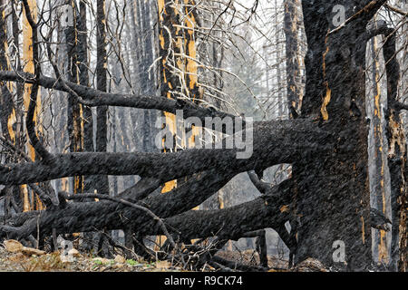 42,895.03613 close up Schwarz bleibt der nadelbaum Pinien Wald Feuer, ständigen tot durch massive Heiß brennender Wald Feuer geschwärzt, Oregon USA Stockfoto