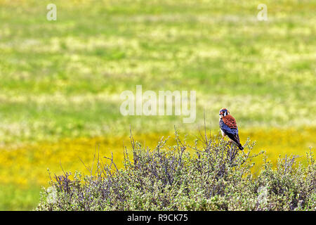 42,895.03622 männlichen Sperber, Amerikanische Turmfalke (Falco sparverius) ständigen & Jagd von der Oberseite der bitterbrush in gelb grün wiese, Oregon USA Stockfoto