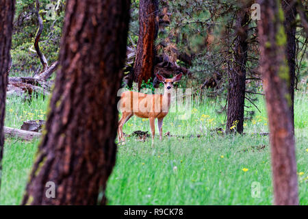 Erschrocken 42,895.03641 alert Hirsch doe (Odocoileus hemionus, Cervidae) in Ponderosa Pinien wald wiese Betrachten Sie Kamera Oregon USA Stockfoto