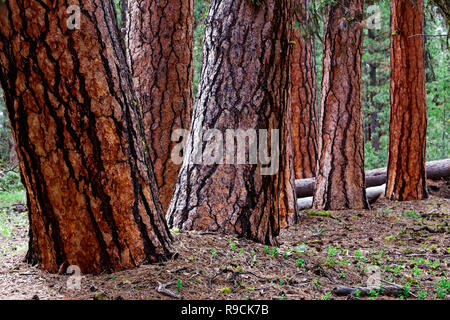 42,895.03658 Nahaufnahme von Cluster schiefen orange und schwarz Rinde alte Ponderosa Pine (Pinus ponderosa) Baumstämme, Oregon, Pacific Northwest, USA Stockfoto