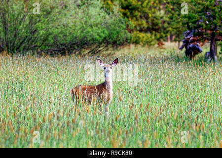 42,896.03720 alert Hirsch doe (Odocoileus Hemionus) stehend an Suchen Sie in schöner Frühling Gras Wiese, Oregon USA Stockfoto