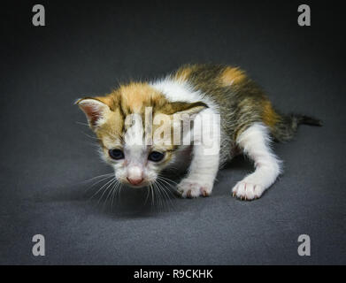 Kätzchen spielen/cut Baby tabby Kätzchen spielen und laufen auf dem dunklen Hintergrund - Braun Gelb und Weiß kleine Katze Neugeborene Stockfoto