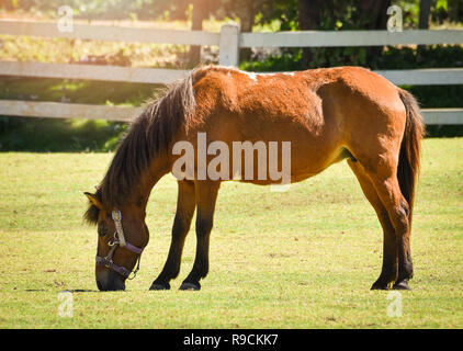 Horse Farm/braun rot Pferd Feld weiden grünes Gras am hellen Tag mit Zaun stabil Pferd im Hintergrund Stockfoto