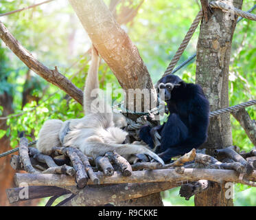 Gibbon auf Baum/hoolock Gibbon Weiß und Schwarz übergeben Gibbon Wald im Nationalpark (Hylobates lar) selektiven Fokus Stockfoto