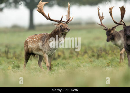 Damwild; Dama Dama Drei; Bucks Brunft; London, Großbritannien Stockfoto