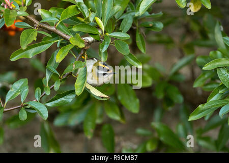 Firecrest; Regulus ignicapilla Single auf Zweig, Cornwall, UK Stockfoto