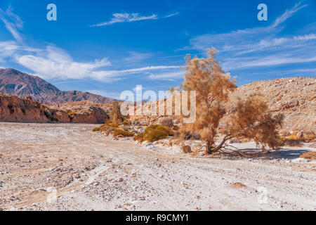 Ein Feldweg führt durch Anza-Borrego Desert State Park. Südkalifornien. USA Stockfoto