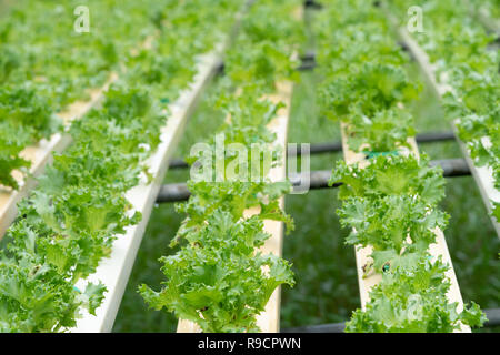Frischem Salat im Gewächshaus hydroponics Vegetable Farm Stockfoto